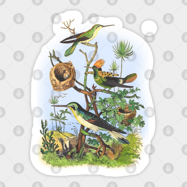 BIRDS Wildlife Illustration Sticker by Biophilia